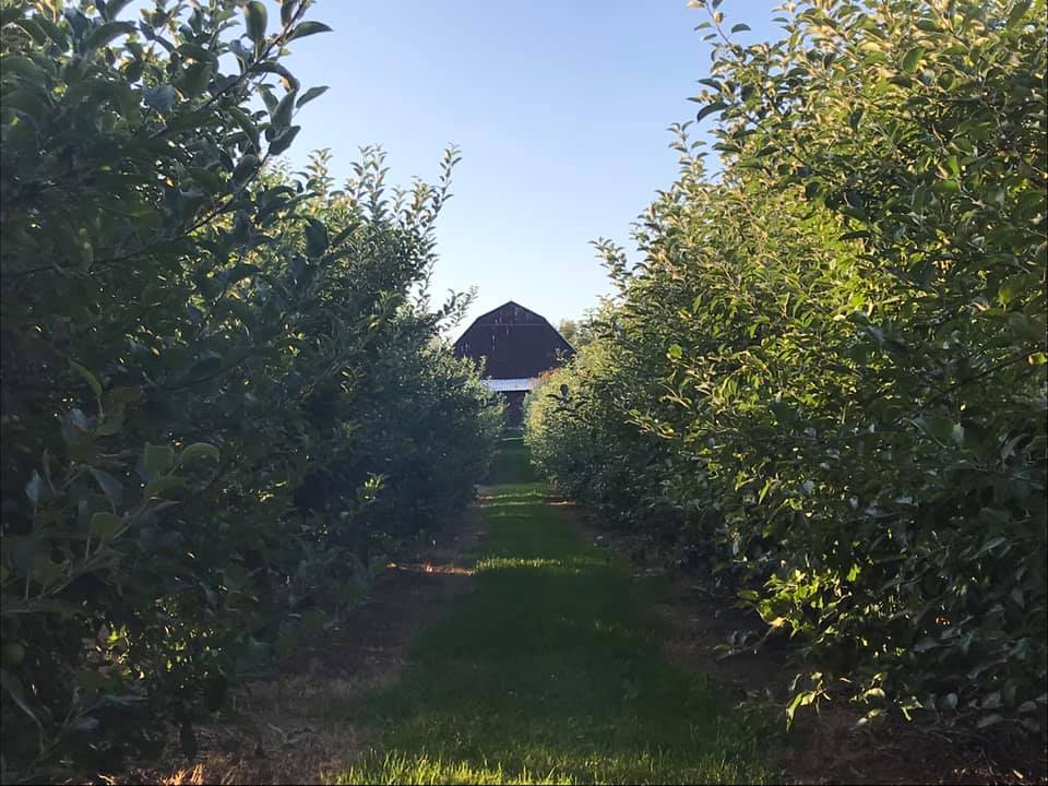 Homestead Orchards – something for everyone!